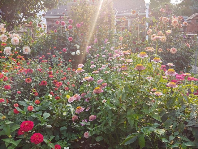Khu vườn thơ mộng với hoa và rau quả của mẹ đơn thân cùng cô con gái nhỏ xinh đẹp - Ảnh 29.