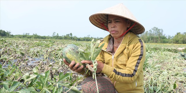 Người Quảng Nam gạt nước mắt, nhìn dưa hấu chết héo kín ruộng - Ảnh 1.