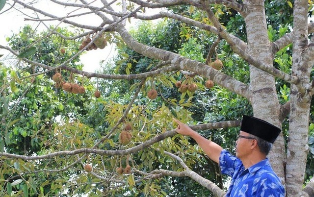 Cây sầu riêng lạ đời nhất thế giới vì cho quả… không có gai, xẻ ra bên trong dân mạng còn ngỡ ngàng hơn - Ảnh 7.