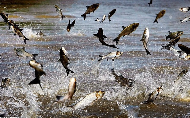Vĩnh Hoàn thu ngàn tỷ mỗi tháng nhờ giá cá tăng mạnh, sản lượng tăng.