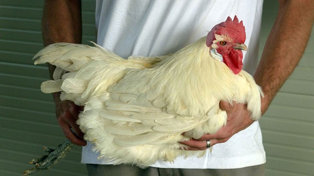 Loại gà quốc bảo có giá 1 triệu đồng/kg, món ăn ưa chuộng của nhiều Tổng thống, chỉ dành riêng cho giới thượng lưu - Ảnh 1.