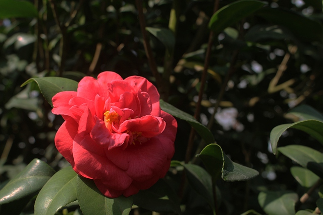Choáng với cây hoa trà nở nghìn hoa cực đẹp và thơm, nhiều người khẳng định đáng giá hơn cả lan đột biến! - Ảnh 3.