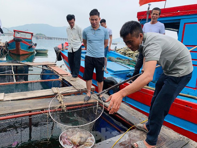 Mực nhảy tiền triệu vẫn hút khách, cuối tuần không đủ hàng để bán - Ảnh 3.