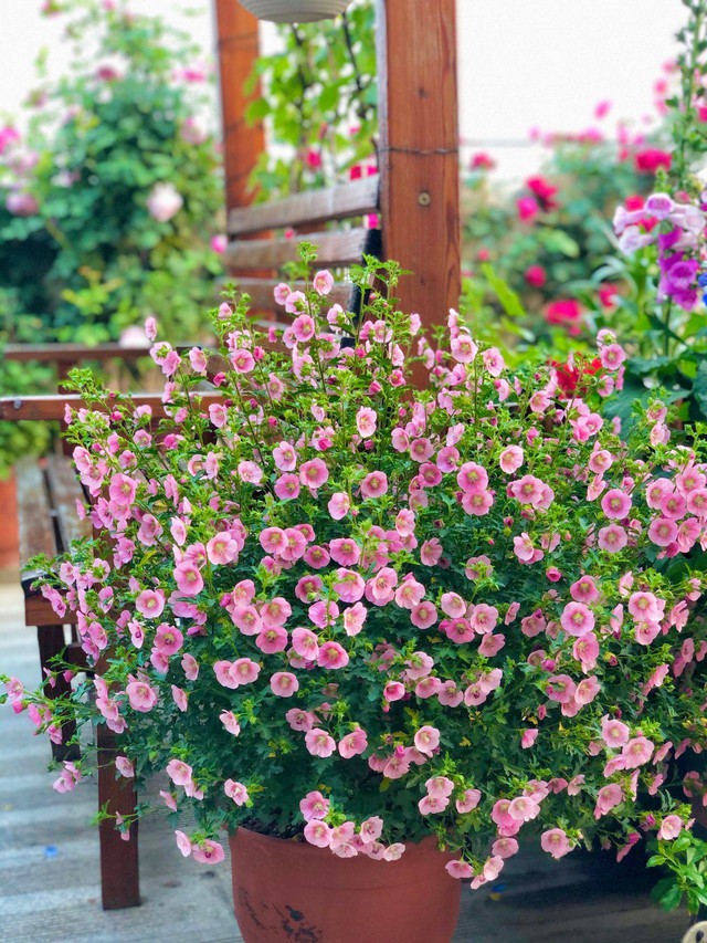 Tận dụng triệt để, không để thừa 1m² nào trên sân thượng, mẹ đảm có được khu vườn hoa tươi rực rỡ lại có cả rau sạch dùng quanh năm - Ảnh 29.