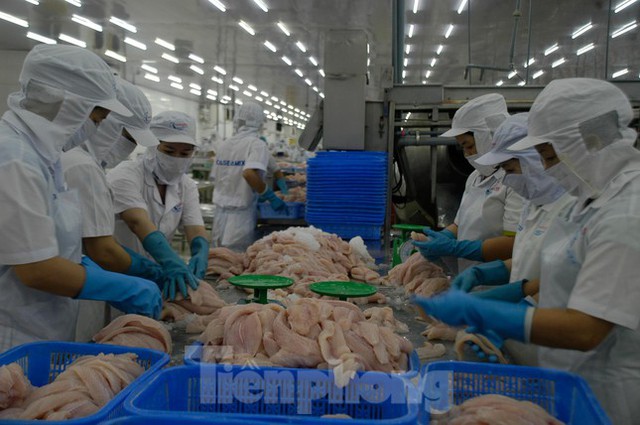 Ba tháng đầu năm, cá tra Việt Nam xuất khẩu đạt 646 triệu USD - Ảnh 1.
