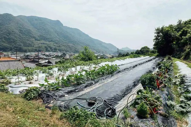 Sau trận động đất lớn ở Nhật, đôi vợ chồng đã bỏ công việc thành phố, cùng con gái về nông thôn trồng rau làm vườn - Ảnh 3.