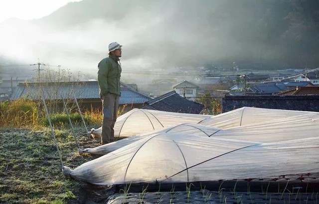 Sau trận động đất lớn ở Nhật, đôi vợ chồng đã bỏ công việc thành phố, cùng con gái về nông thôn trồng rau làm vườn - Ảnh 30.