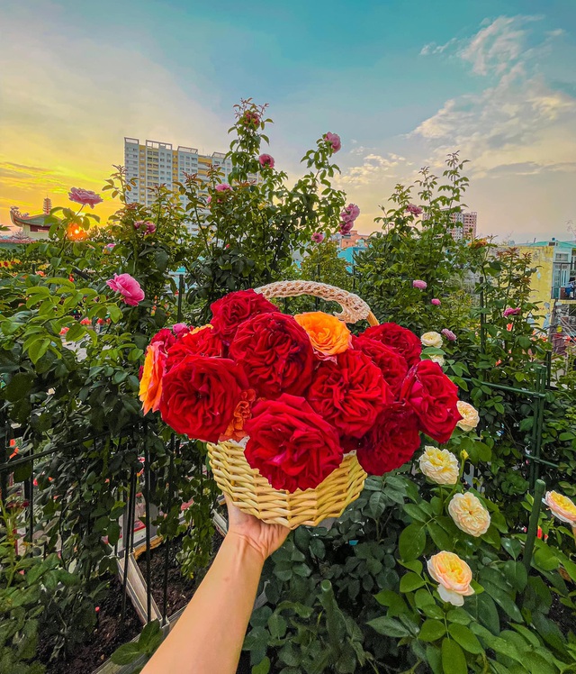 Vườn hoa hồng đẹp ngây ngất trên sân thượng giữa Sài thành của anh chàng điển trai - Ảnh 8.