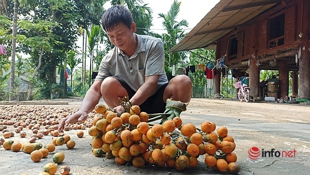 Trồng vườn cau bán từ mo đến quả, một gia đình thu tiền tỷ mỗi năm - Ảnh 4.