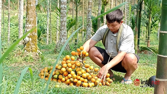 Trồng vườn cau bán từ mo đến quả, một gia đình thu tiền tỷ mỗi năm - Ảnh 7.