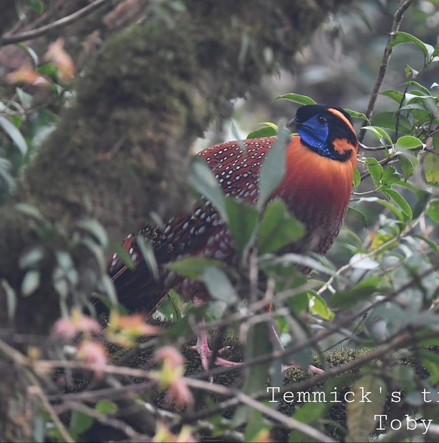 Phát hiện loài chim vô cùng quý hiếm ở Sa Pa, có chân màu hồng tuyệt đẹp - Ảnh 1.