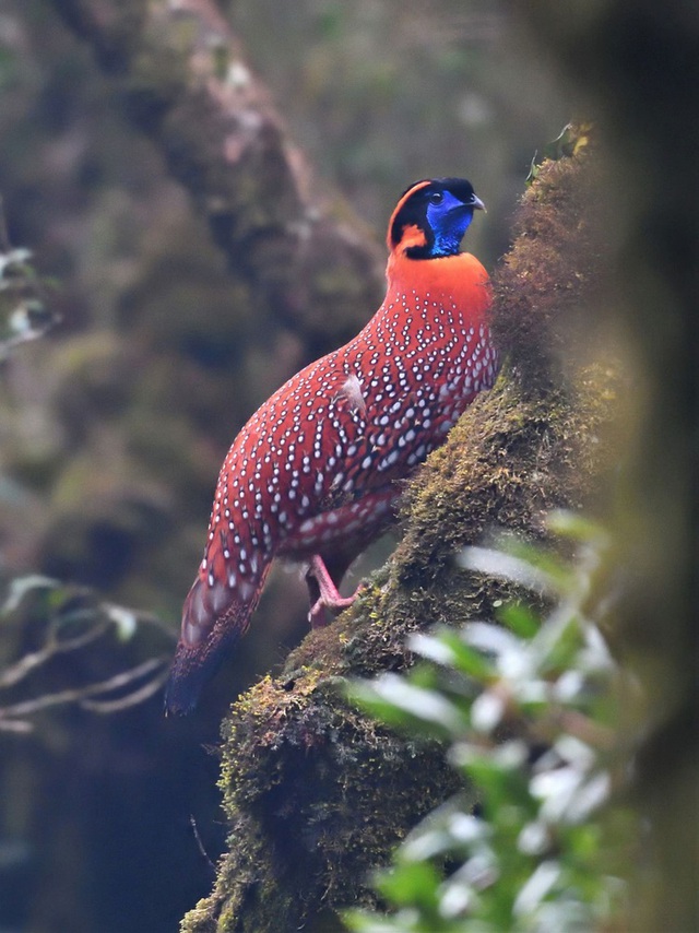 Phát hiện loài chim vô cùng quý hiếm ở Sa Pa, có chân màu hồng tuyệt đẹp - Ảnh 3.