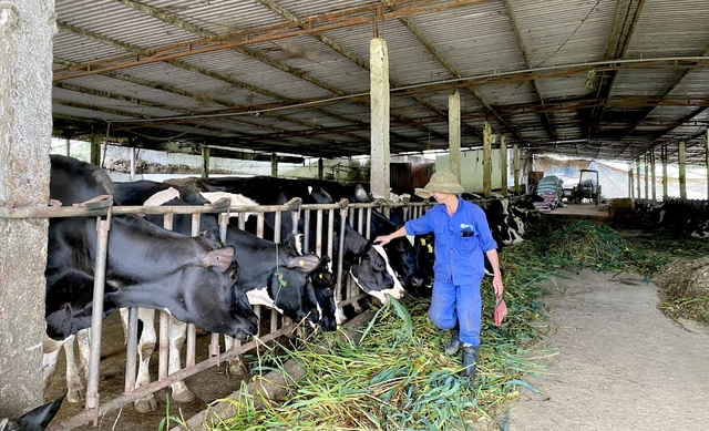 Chăn nuôi bò sữa, người dân Mộc Châu “vắt” ra tiền tỷ mỗi năm - Ảnh 2.