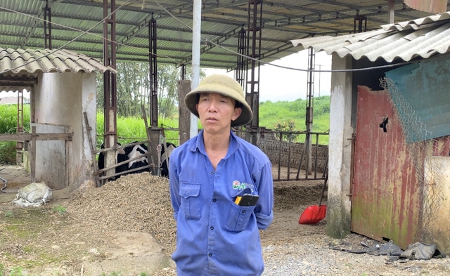 Chăn nuôi bò sữa, người dân Mộc Châu “vắt” ra tiền tỷ mỗi năm - Ảnh 3.