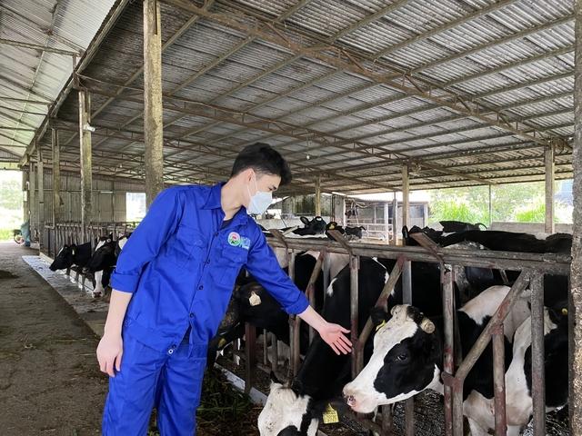 Chăn nuôi bò sữa, người dân Mộc Châu “vắt” ra tiền tỷ mỗi năm - Ảnh 6.
