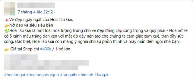 Cành Hoa Dại Chi Chít Nụ, Khi Nở Trắng Xóa Mê Hoặc Được Người Hà Nội Yêu  Thích Đặt Mua