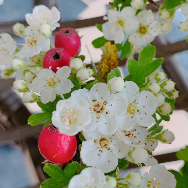 Cành hoa dại chi chít nụ, khi nở trắng xóa mê hoặc được người Hà Nội yêu thích đặt mua  - Ảnh 8.