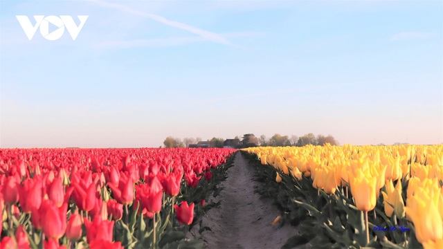 Đẹp ngỡ ngàng những cánh đồng tulip ở Hà Lan - Ảnh 1.