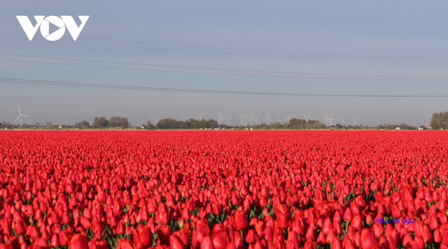 Đẹp ngỡ ngàng những cánh đồng tulip ở Hà Lan - Ảnh 2.