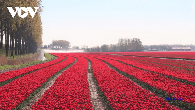 Đẹp ngỡ ngàng những cánh đồng tulip ở Hà Lan - Ảnh 12.