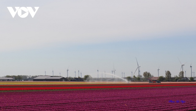 Đẹp ngỡ ngàng những cánh đồng tulip ở Hà Lan - Ảnh 13.