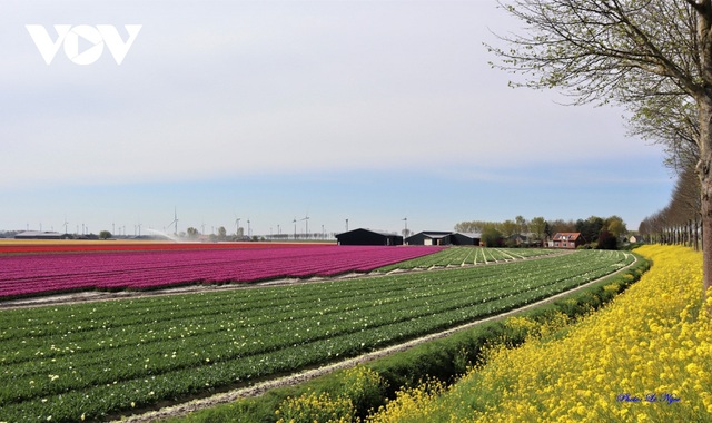 Đẹp ngỡ ngàng những cánh đồng tulip ở Hà Lan - Ảnh 14.