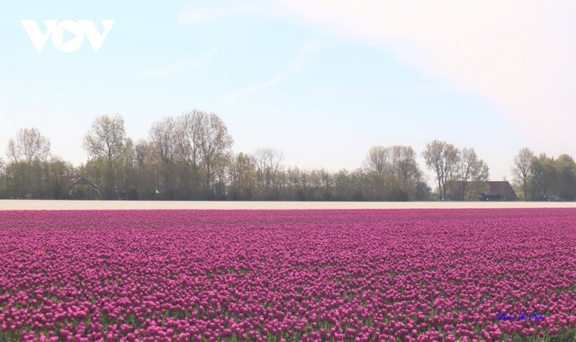 Đẹp ngỡ ngàng những cánh đồng tulip ở Hà Lan - Ảnh 3.