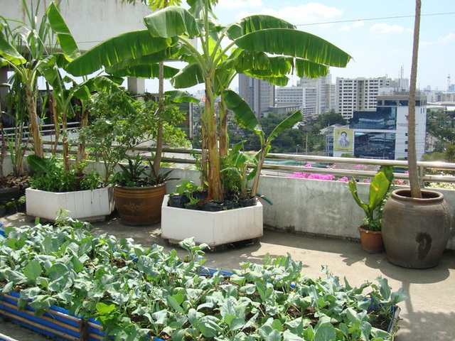 Những thiết kế vườn trên sân thượng vừa đẹp, vừa dễ làm, rất phù hợp với nhà phố - Ảnh 3.