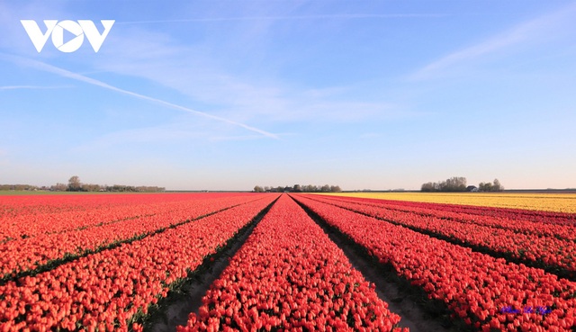 Đẹp ngỡ ngàng những cánh đồng tulip ở Hà Lan - Ảnh 4.