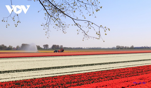 Đẹp ngỡ ngàng những cánh đồng tulip ở Hà Lan - Ảnh 5.