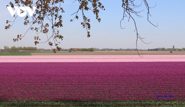 Đẹp ngỡ ngàng những cánh đồng tulip ở Hà Lan - Ảnh 6.