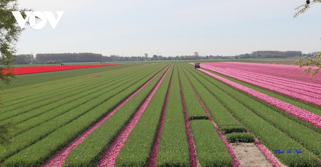 Đẹp ngỡ ngàng những cánh đồng tulip ở Hà Lan - Ảnh 8.