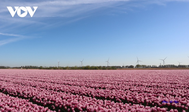 Đẹp ngỡ ngàng những cánh đồng tulip ở Hà Lan - Ảnh 10.
