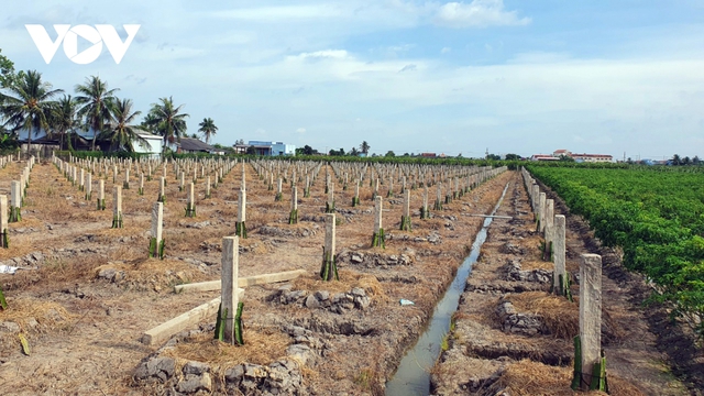 “Vị đắng cây làm giàu” - Ảnh 3.