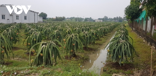 Giải lời nguyền cho cây thanh long: Mối liên kết rời rạc, vai trò hợp tác xã mờ nhạt - Ảnh 1.