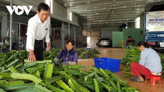 Giải lời nguyền cho cây thanh long: Mối liên kết rời rạc, vai trò hợp tác xã mờ nhạt - Ảnh 3.