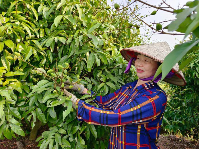  Vải thiều Bắc Giang trĩu quả, hứa hẹn vụ mùa bội thu  - Ảnh 5.