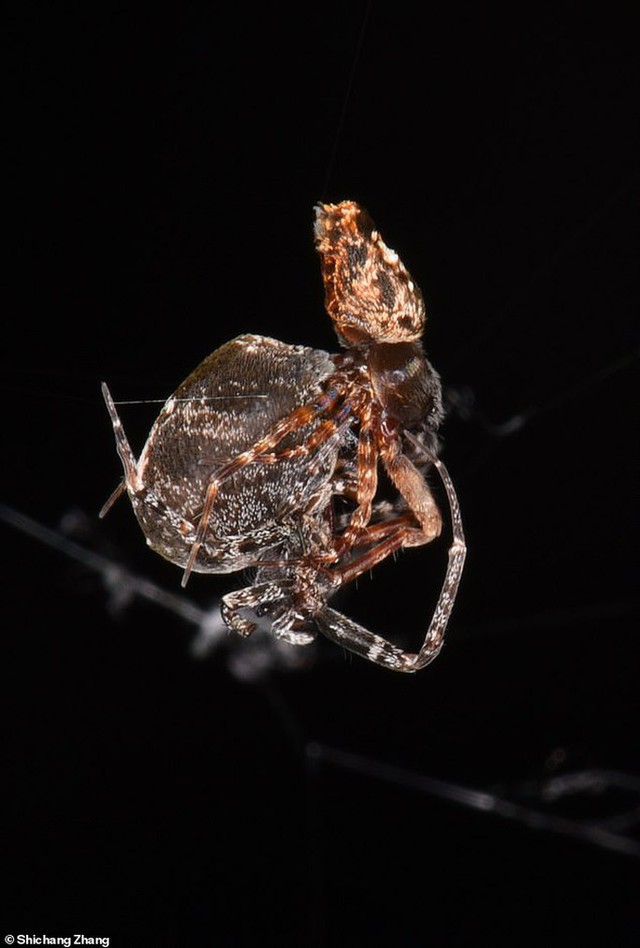 Ly kỳ chuyện nhện cái xơi tái nhện đực ngay sau khi ân ái - Ảnh 1.