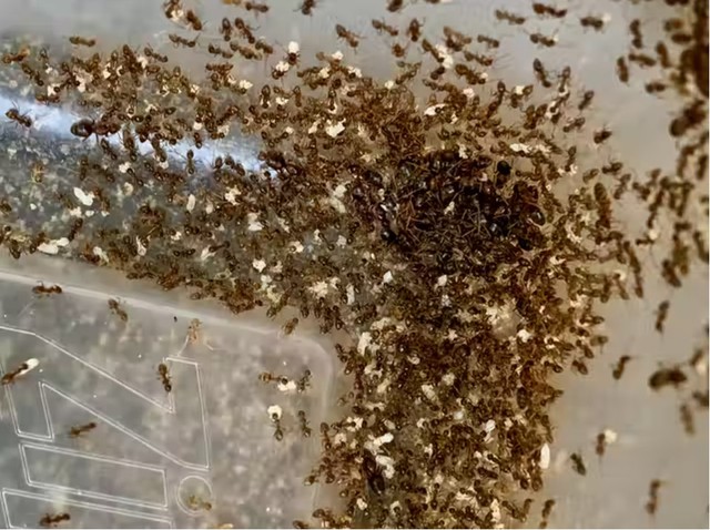 Bạo phát bạo tàn: Số phận nghiệt ngã của loài kiến điên ở Texas - Ảnh 11.