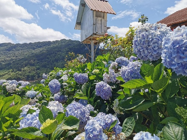 Tận hưởng cuộc sống nuôi cá, trồng rau tại 5 farmstay đẹp quên lối về gần Hà Nội: Trải nghiệm thư giãn dành cho những gia đình ngại đi xa - Ảnh 21.