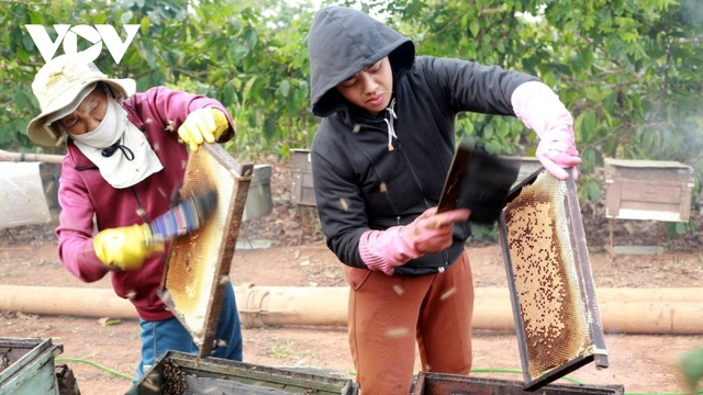Người nuôi ong và doanh nghiệp gặp khó khăn đi tìm thị trường mới - Ảnh 2.
