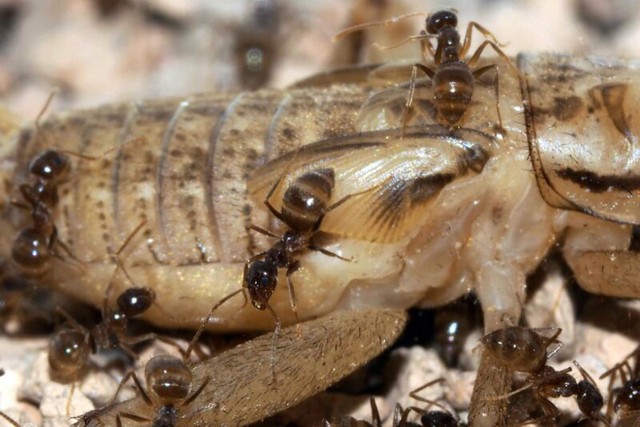 Bạo phát bạo tàn: Số phận nghiệt ngã của loài kiến điên ở Texas - Ảnh 4.