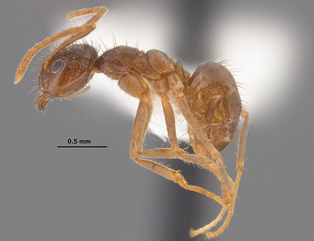 Bạo phát bạo tàn: Số phận nghiệt ngã của loài kiến điên ở Texas - Ảnh 7.