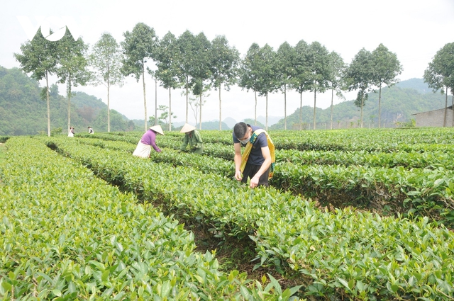 Giá phân bón tăng cao kỷ lục, người trồng chè ở Sơn La gặp khó - Ảnh 2.