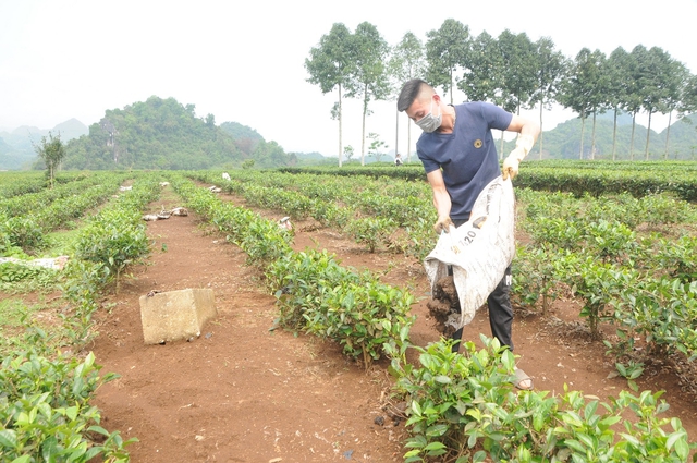 Giá phân bón tăng cao kỷ lục, người trồng chè ở Sơn La gặp khó - Ảnh 3.
