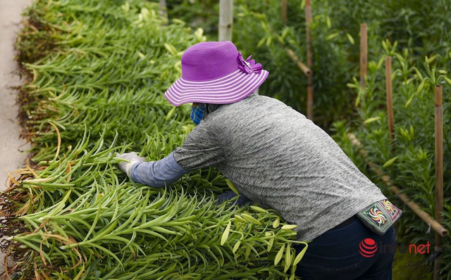 Tất bật thu hoạch hoa tháng 4 trong nắng ấm - Ảnh 5.