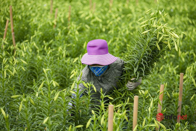 Tất bật thu hoạch hoa tháng 4 trong nắng ấm - Ảnh 7.