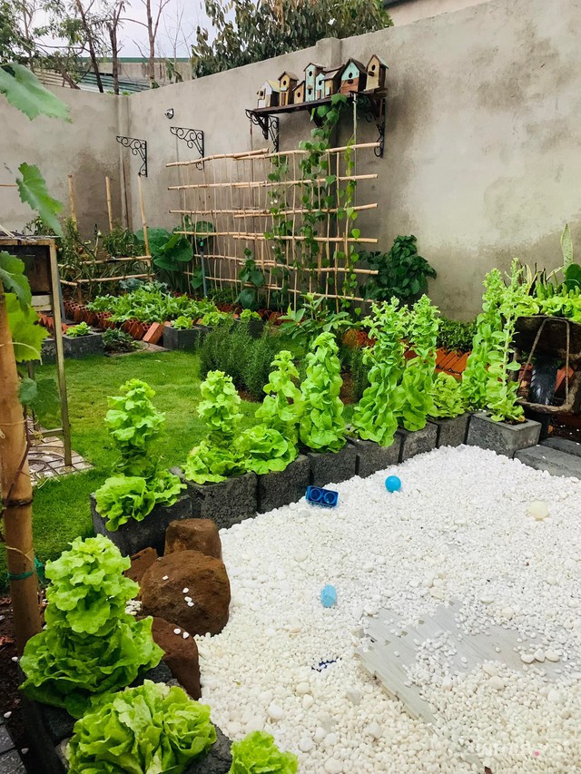 Trầm trồ với vườn rau sạch xanh mướt thích mê, ăn không hết của bà mẹ 2 con tại Đắk Lắk - Ảnh 11.