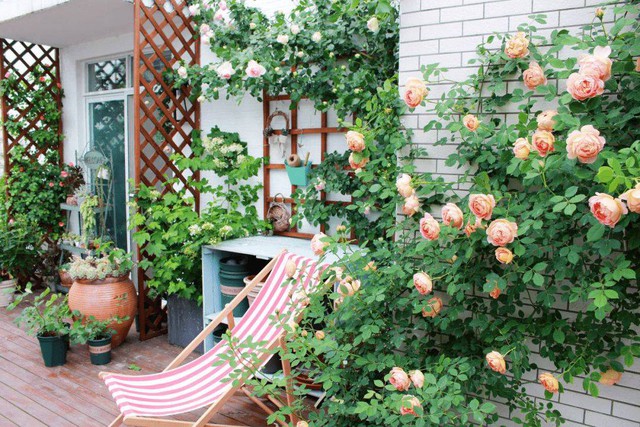 Cặp vợ chồng trẻ quyết mua nhà có sân thượng để làm vườn rau Nhưng sau 4 năm lại biến thành khu vườn hoa rực rỡ sắc màu - Ảnh 15.