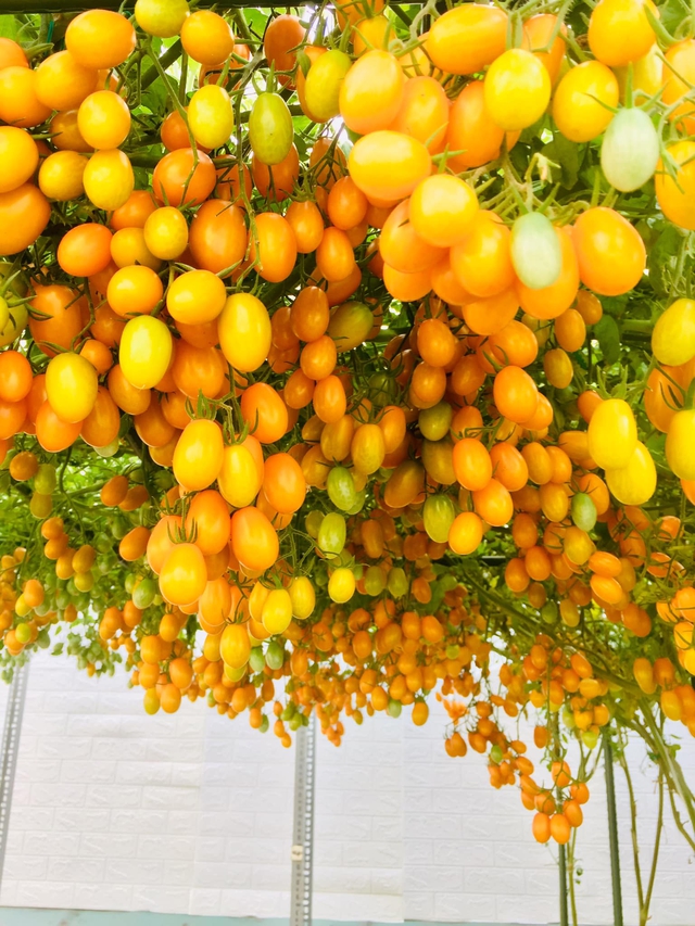 Với 5 triệu đồng, mẹ đảm Sài Gòn phủ kín sân thượng chỉ 50m² các loại trái ngọt, quanh năm sai trĩu cành - Ảnh 1.